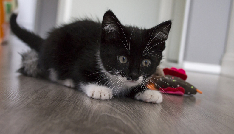 5 aspetti che rendono la tua casa a prova di gatto