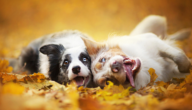 5 cose da fare con il tuo cane in autunno
