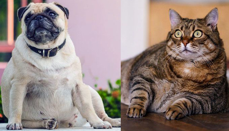 Obesità nei cani e gatti: cosa fare soprattutto in inverno