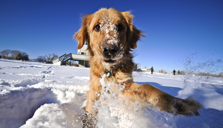 Perché il cane sta male quando mangia la neve?