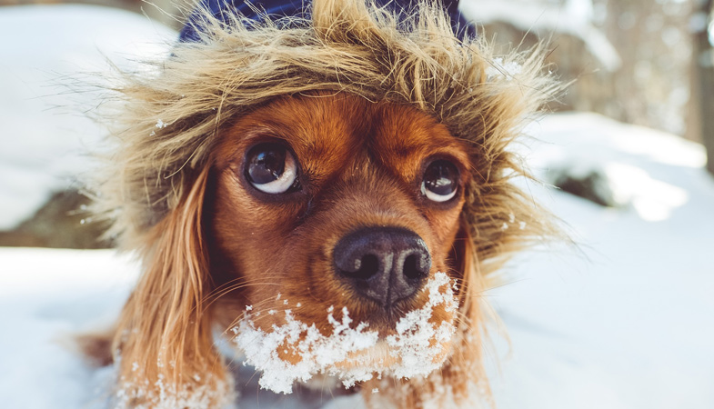 Cani e neve: perché è amore a prima vista?