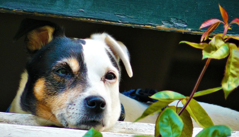 Sai cosa fare se il cane mangia piante velenose?