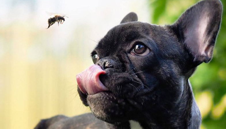 Puntura d’ape o vespa nel cane:cosa fare?